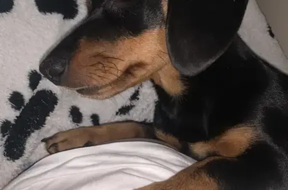 Собаки потеряшки, Ливны, фото: Потеряшка такса, Ливны, Московский пер. 12А