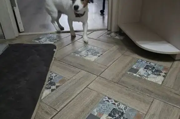 Найдена собака, , фото: Собака найдена на ул. Крупской, Рязань