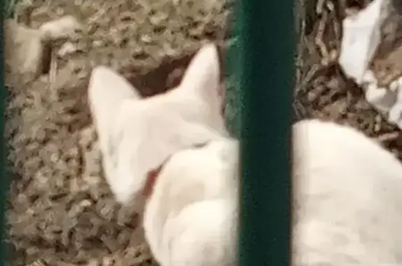 Белая кошка найдена на Орджоникидзе, 22