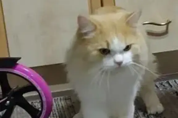 Пропал кот, Киевский бульвар, 7