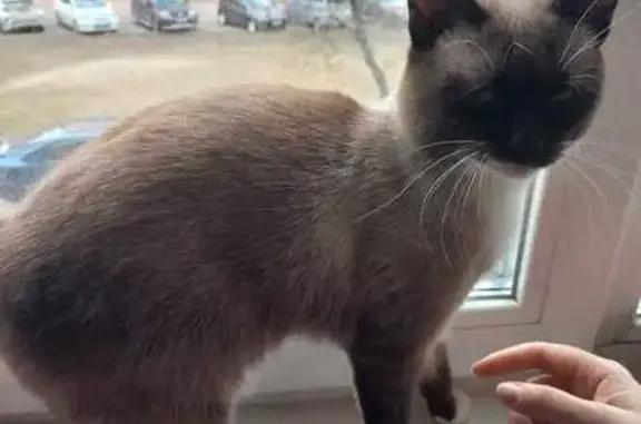 Найдена кошка, ул. Акад. Павлова, 58