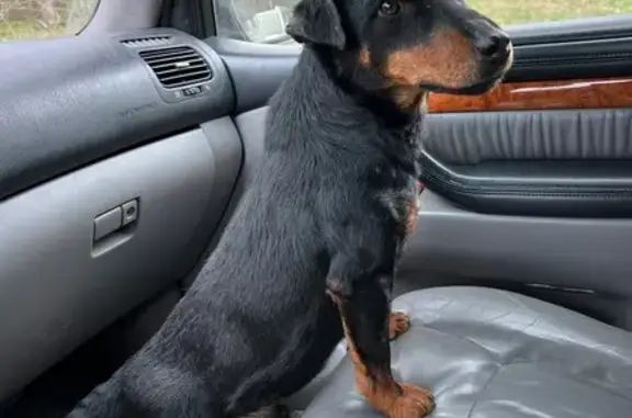 Найдена собака, , фото: Ягд-терьер найден у кладбища Бурмакино