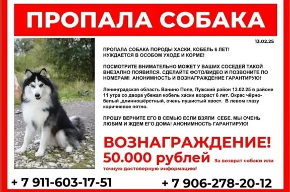 Пропала хаски в Ванино Поле, Лужский район