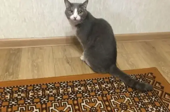 Найдена кошка, Пивовариха, фото: Кошка найдена: Балейская ул., 1, Пивовариха