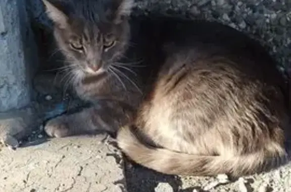 Кошка найдена на ул. Воронова, Красноярск