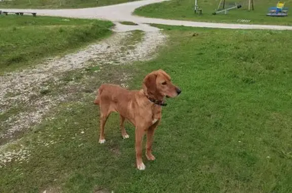 Найдена собака, Владимирская область, фото: Собака найдена в Доброграде, Владимирская область