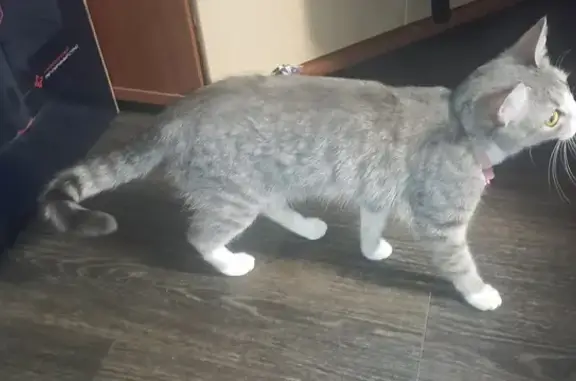 Найдена кошка, Надым, фото: Котенок найден на Ленинградском пр., 14