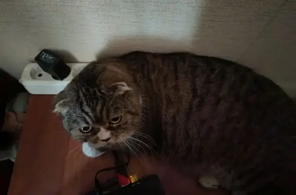 Найденные животные Нижний Тагил, фото: Кошка найдена: Володарского 5, Н.Тагил