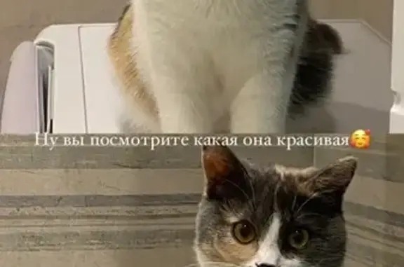 Кошки потеряшки, Северный, фото: Потеряшка кошка: ул. А.Р. Никитина, Северный