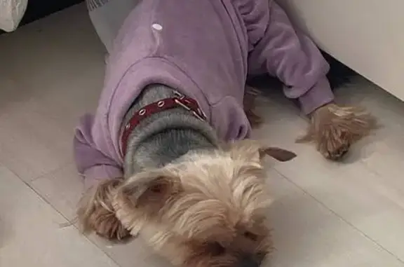Пропала собака на Свободы, 8, Уфа