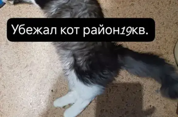 Пропала кошка, Коммунистическая 43А