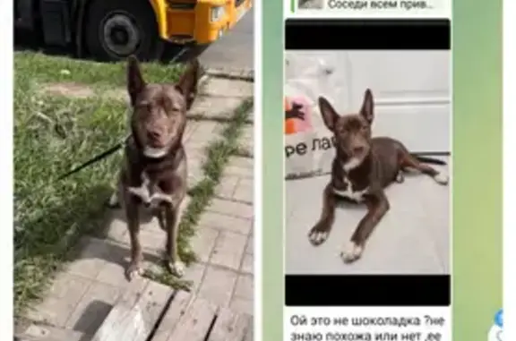 Собака найдена: Одинцово, ул. Транспортная 8