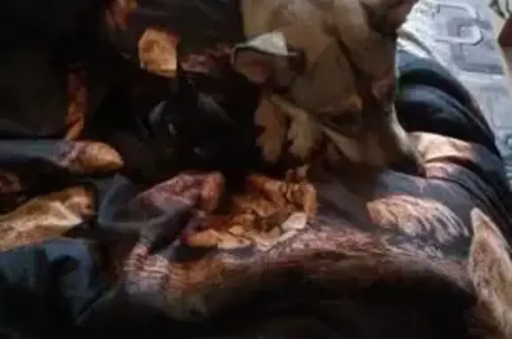 Собаки потеряшки, Москва, фото: Потеряшка собака у Вучетича 5, Москва