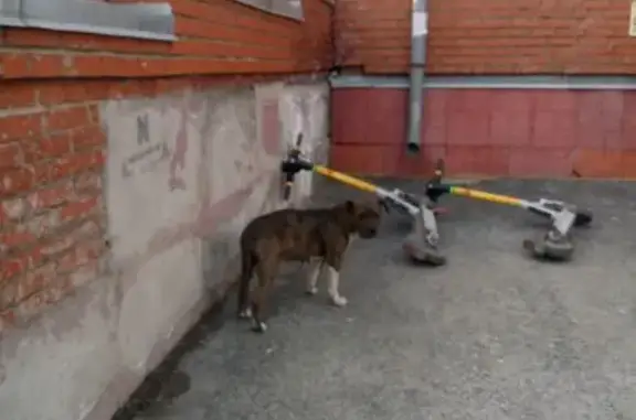 Найдена собака, Томск, фото: Найдена собака, Водопроводная 4, Томск