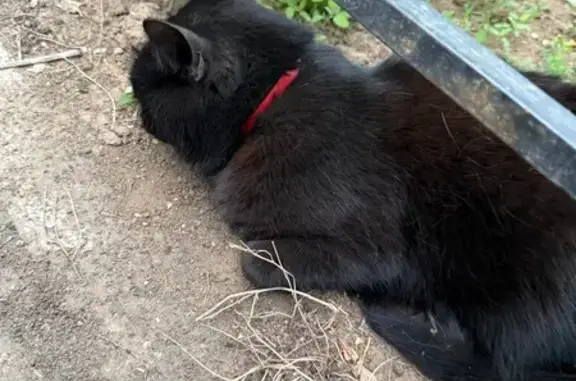 Кошка найдена, Петровская 88, Энгельс