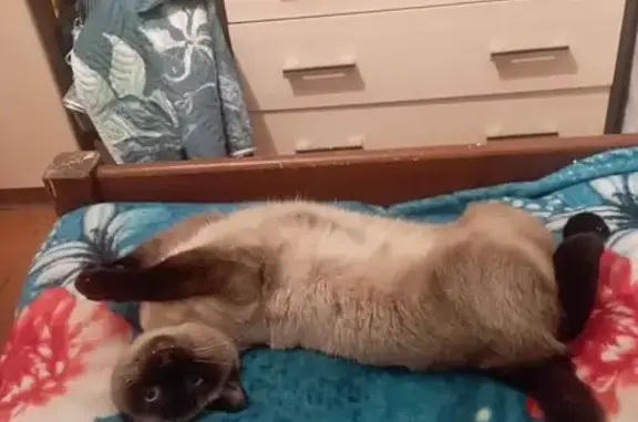 Кошки потеряшки, Запорожское сельское поселение, фото: Потеряшка кошка Ося, ул. Механизаторов, 1