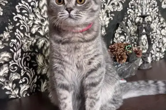 Пропала кошка, Елец, ул. Центральная