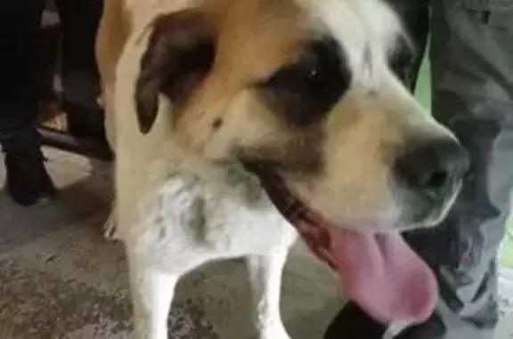 Собака найдена на Талсинской, 4А, Щёлково