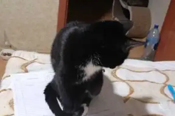 Кошки потеряшки, Приморско-Ахтарск, фото: Потеряшка кошка, Будённого 17, Приморско-Ахтарск