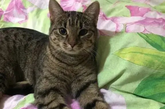 Пропала кошка, ул. Думенко, 17, Миллерово
