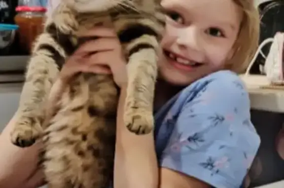 Объявления о пропавших и найденных животных, Бузулук, фото: Пропал кот Тигруша, 4 мкр д 32, Бузулук