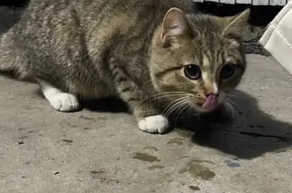 Кошка найдена: Кораблестроителей, 42к1