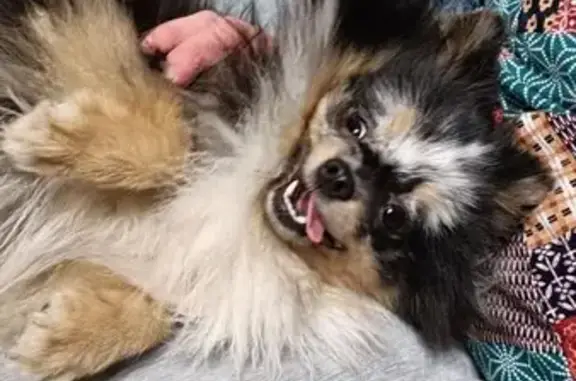 Найденные животные Ярославль, фото: Шпиц найден на Брикетной улице, Ярославль