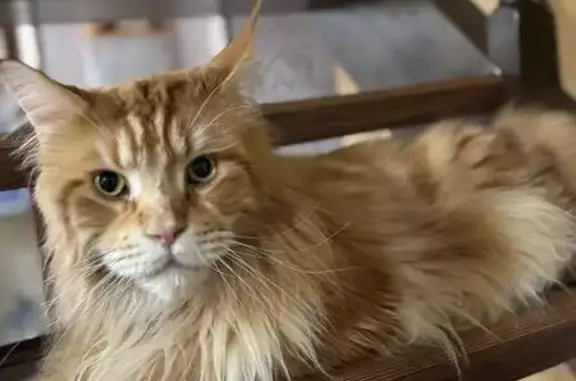 Пропала кошка, Больничный пер., 1, Волжский
