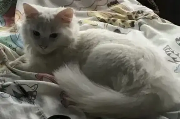 Кошки потеряшки, Зеленоградск, фото: Потеряшка кошка, Саратовский пер., 3