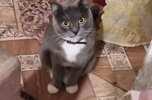 Кошки потеряшки, Варна, фото: Потеряшка кошка, Советская ул. 91, Варна