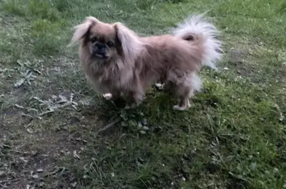 Найдена собака, , фото: Найден пекинес, 15К-214, Нетьино
