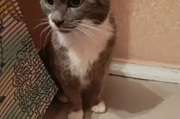 Найденные животные Челябинск, фото: Кошка найдена: Российская 71, Челябинск