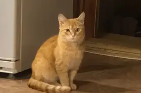 Пропал рыжий котик, ул. Жуковского, Ульяновск