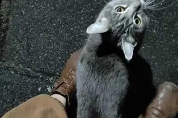 Кошка найдена на Фурманова, 44, Хабаровск