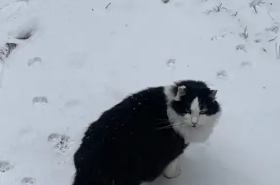Пропала кошка, Гвардейский пер., 8, Невель