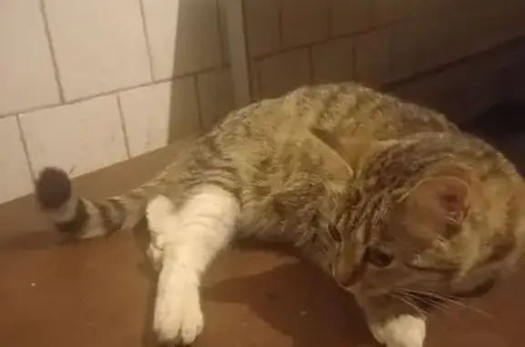 Найдена кошка, Короткий переулок, 4А