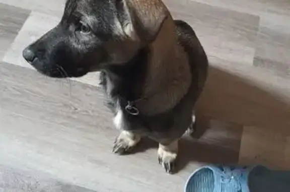 Найдена собака, Кирпичный, фото: Щенок найден на Северные Ворота, 5