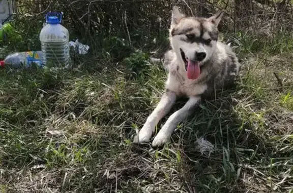 Найдена собака, Новодмитриевка, фото: Собака найдена: Советская ул., Новодмитриевка