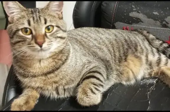 Кошки потеряшки, Хабаровск, фото: Потеряшка кошка, Краснореченская 44, Хб.