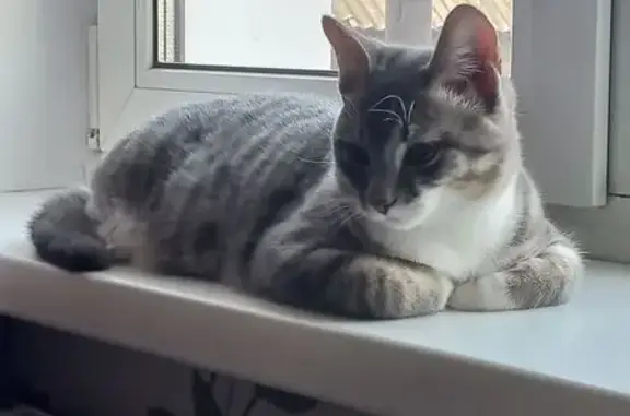 Пропала кошка, ул. Титова, Павловск