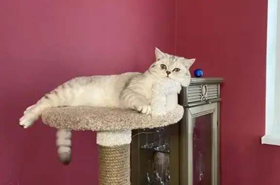 Пропала кошка, Щеглово, Ленобласть