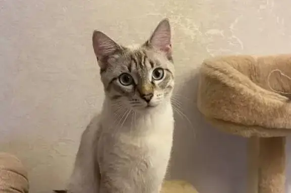 Кошки потеряшки, Новосибирск, фото: Потеряшка кошка, Новосибирск, Широкая ул.