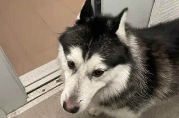 Собака найдена: Гвардейская 59А, Казань