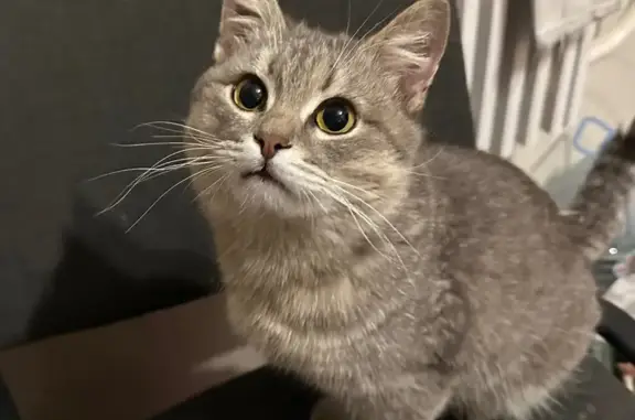 Кошка найдена: Ипподромная ул., 5А, Тамбов