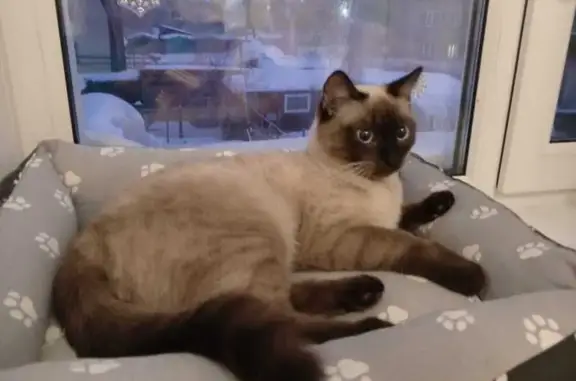 Кошки потеряшки, Колывань, фото: Потеряшка кошка, ул. Кирова 48, Колывань