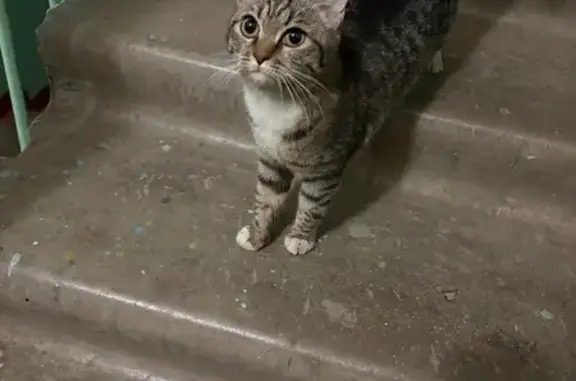 Найденные животные Тверь, фото: Кошка найдена: Зелёный пр., 43 к1, Тверь