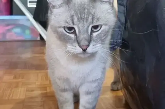 Найденные животные Великий Новгород, фото: Кот найден на ул. Коровникова, 7, Вел. Новгород