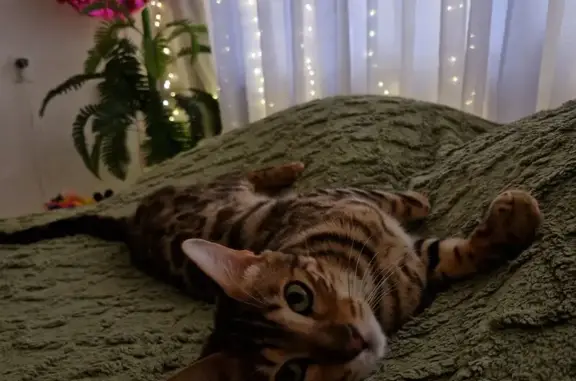 Кошки потеряшки, Волгодонск, фото: Потеряшка кошка, Ленина 68, Волгодонск