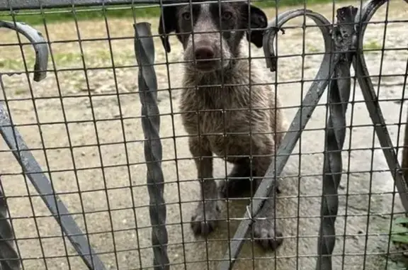 Найдена собака, , фото: Собака найдена, ул. Шаумяна 20, Тенгинка