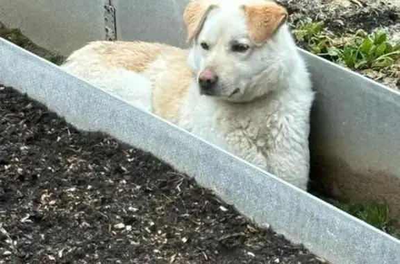 Найдена собака, пр. Ленина, Екатеринбург